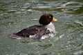 Immature Female BarrowÃ¢â¬â¢s Goldeneye #2